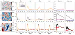 Fluctuation-Dissipation Theorem Meets Score-Based Generative Modeling